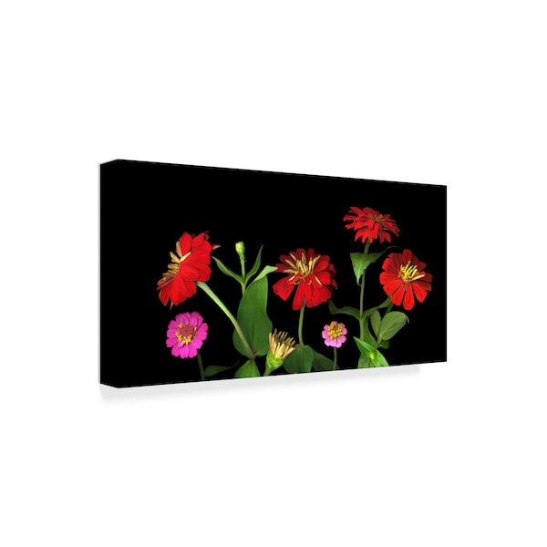 Susan S. Barmon 'Mixed Zinnias' Canvas Art,10x19